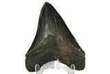 Serrated, Fossil Megalodon Tooth - Georgia #138993-1